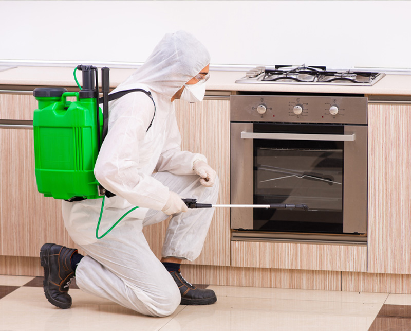 Entreprise de dératisation, désinsectisation et en désinfection